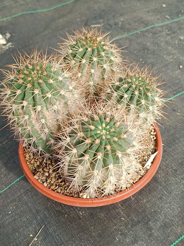 Siracactus-Cactus-Super-ciotolona-Trichocereus-Hybrid-fiore-rosso-2.jpg