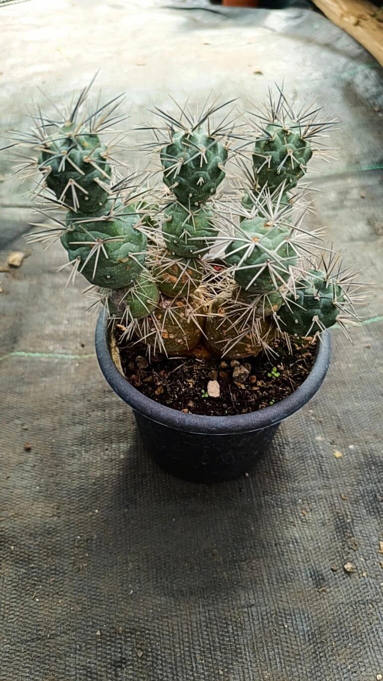 Siracactus-Cactus-Tephrocactus-alexanderi-big-2.jpg