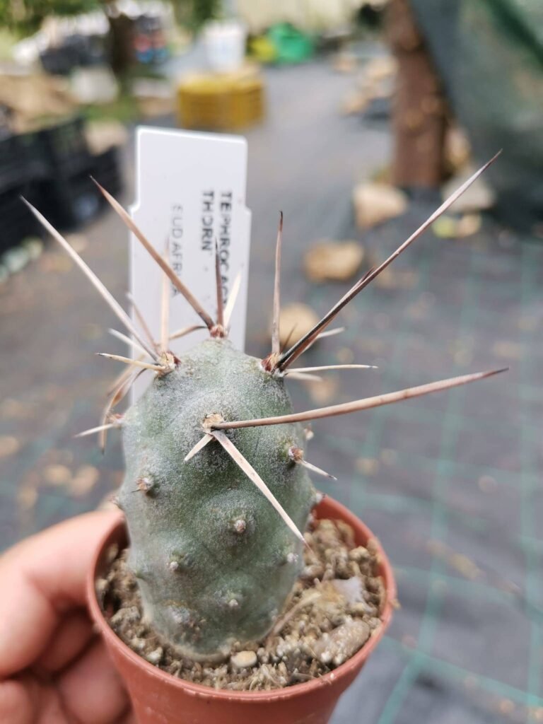 Siracactus-Cactus-Tephrocactus-articulatus-black-thorn.jpg