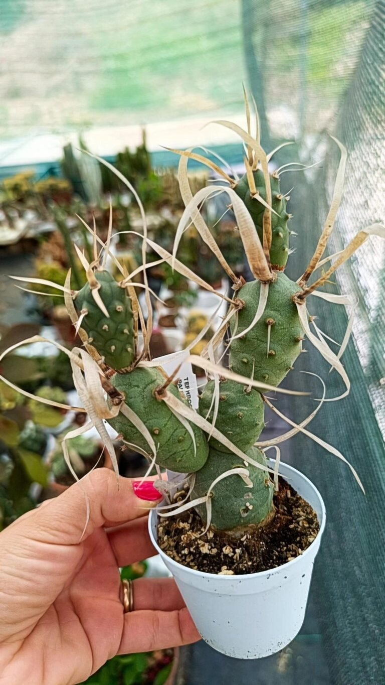 Siracactus-Cactus-Tephrocactus-articulatus-v-papyracantha-1.jpg