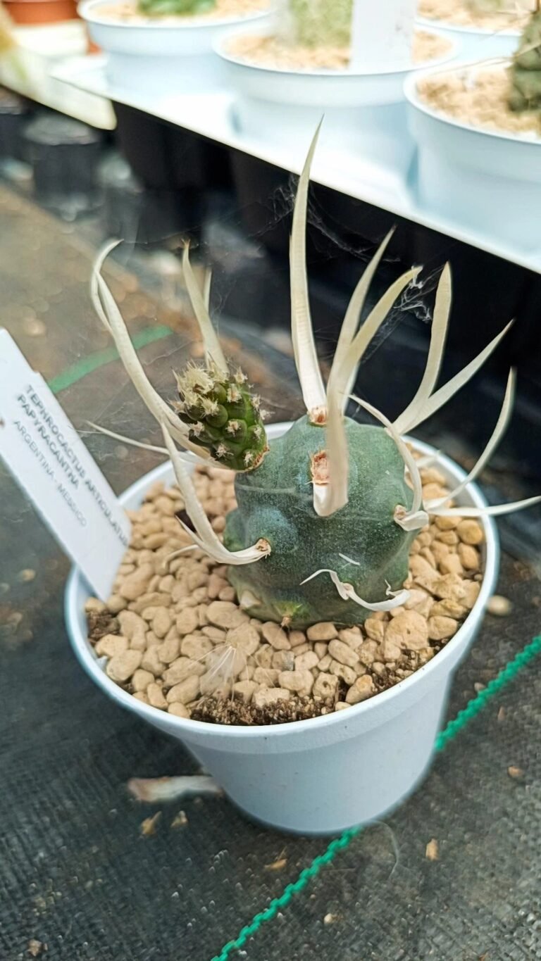 Siracactus-Cactus-Tephrocactus-articulatus-v-papyracantha.jpg