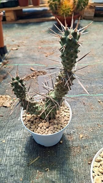 Siracactus-Cactus-Tephrocactus-articulatus-v.-black-thorn.jpg