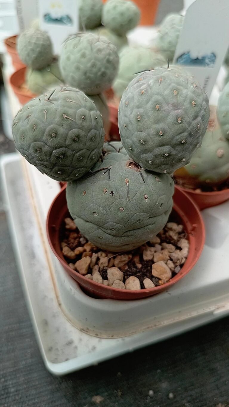Siracactus-Cactus-Tephrocactus-geometricus-3-cladodi.jpg