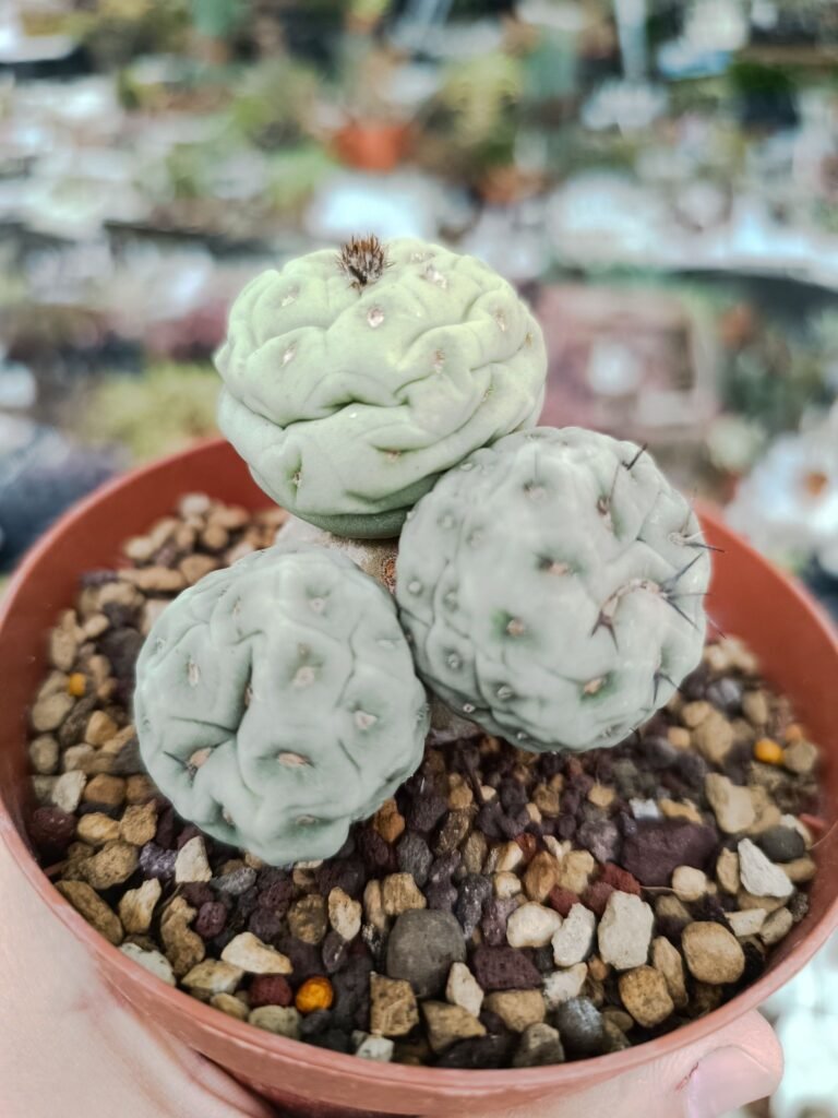 Siracactus-Cactus-Tephrocactus-geometricus-4-cladodi.jpg