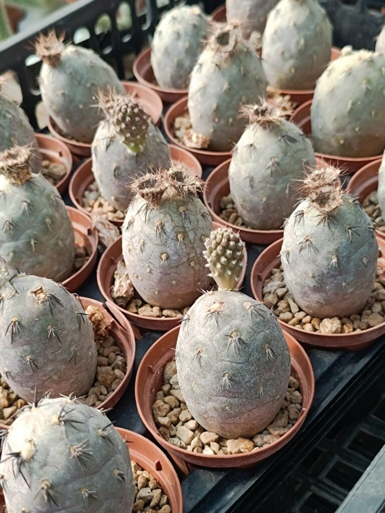 Siracactus-Cactus-Tephrocactus-geometricus-Pink.jpg