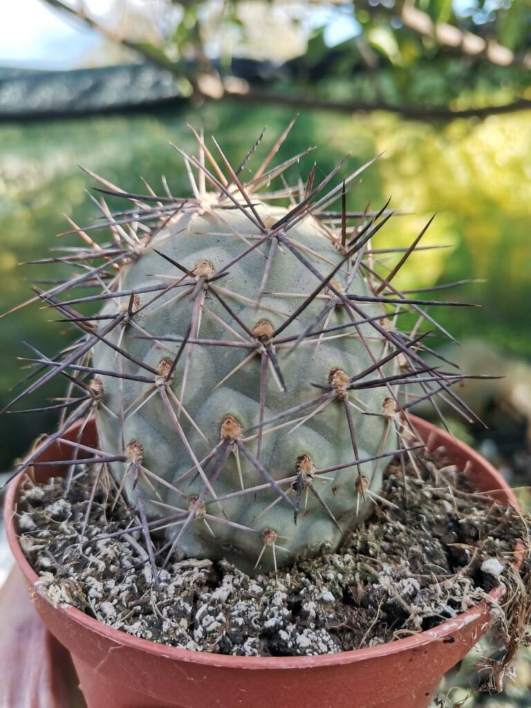 Siracactus-Cactus-Tephrocactus-geometricus-spina-nera-big-ball.jpg