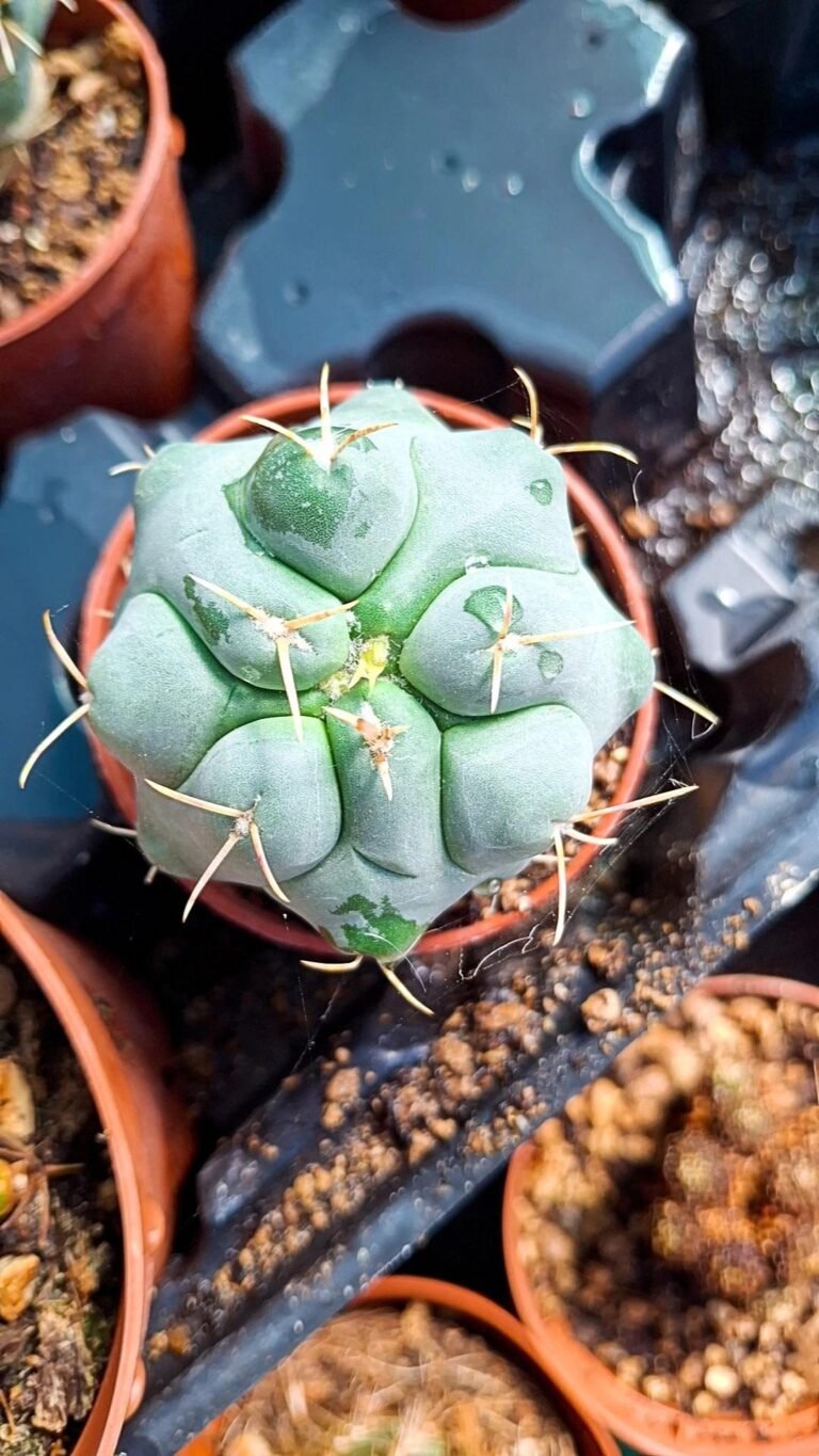 Siracactus-Cactus-Tephrocactus-hexaedrophorus-v.-lloydii.jpg