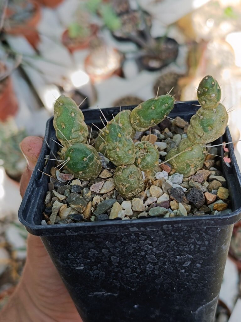 Siracactus-Cactus-Tephrocactus-ovatus.jpg