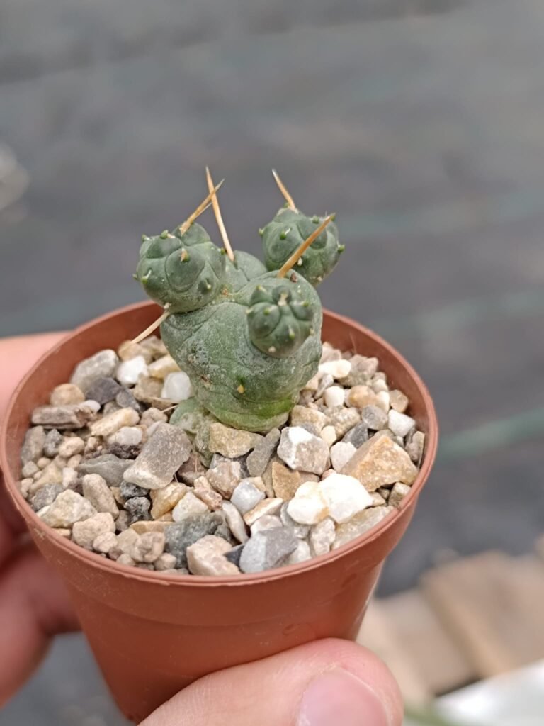 Siracactus-Cactus-Tephrocactus-pentaldii-v-rossianus.jpg