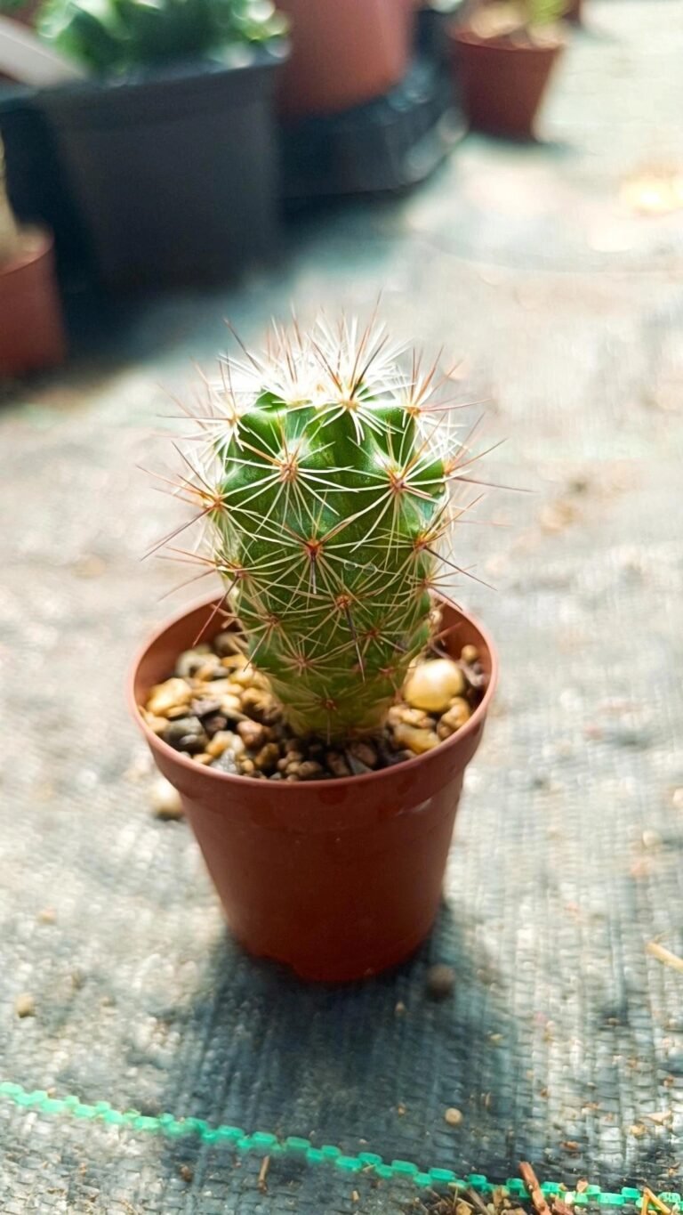 Siracactus-Cactus-Thelocactus-lausseri.jpg