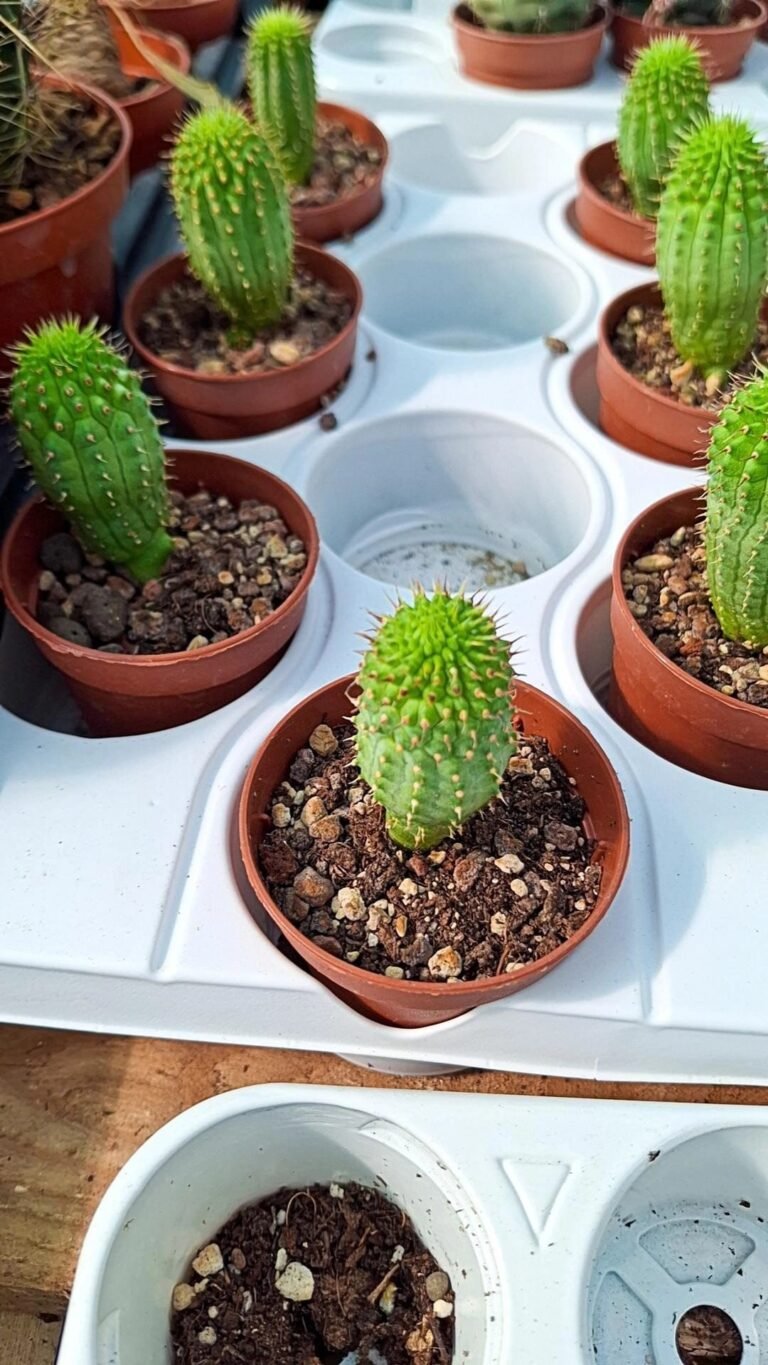 Siracactus-Cactus-Trichocaulon-flavum.jpg
