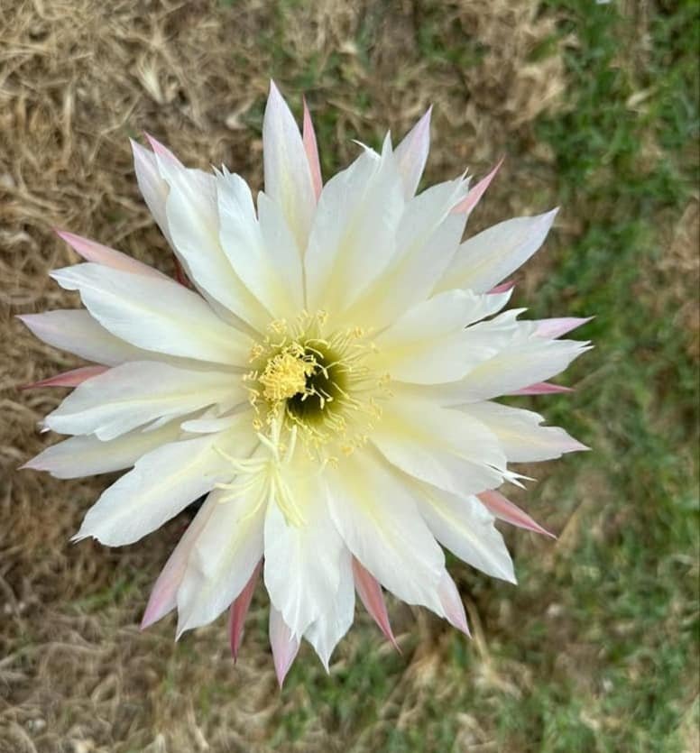 Siracactus-Cactus-Trichocereus-Hybrid-121-2024-accestito.jpg
