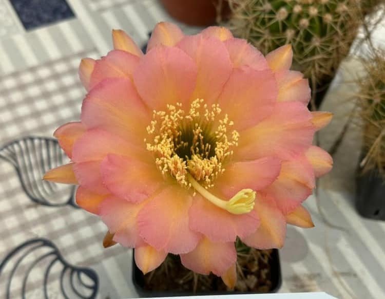 Siracactus-Cactus-Trichocereus-Hybrid-162-2024.jpg