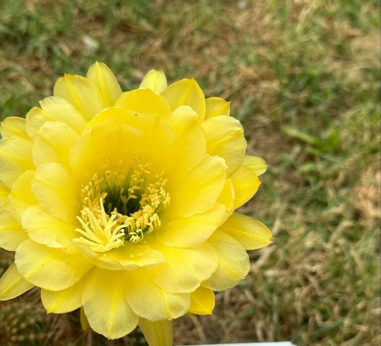 Siracactus-Cactus-Trichocereus-Hybrid-97-3.jpg