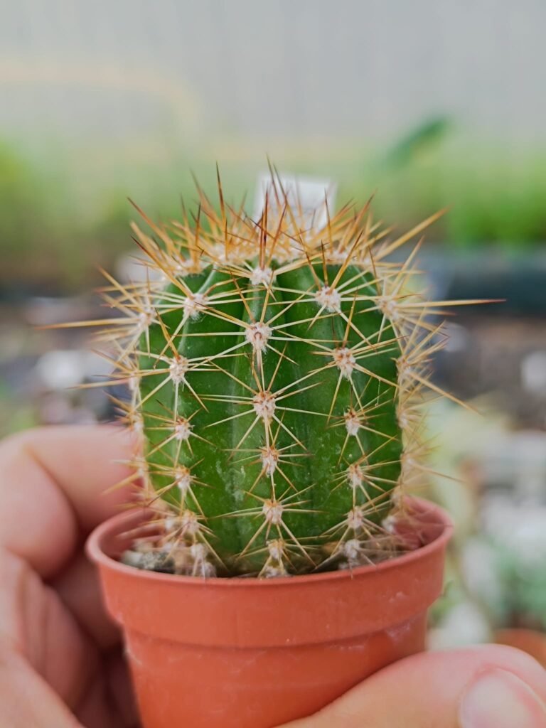 Siracactus-Cactus-Trichocereus-Hybrid-djinni-1.jpg