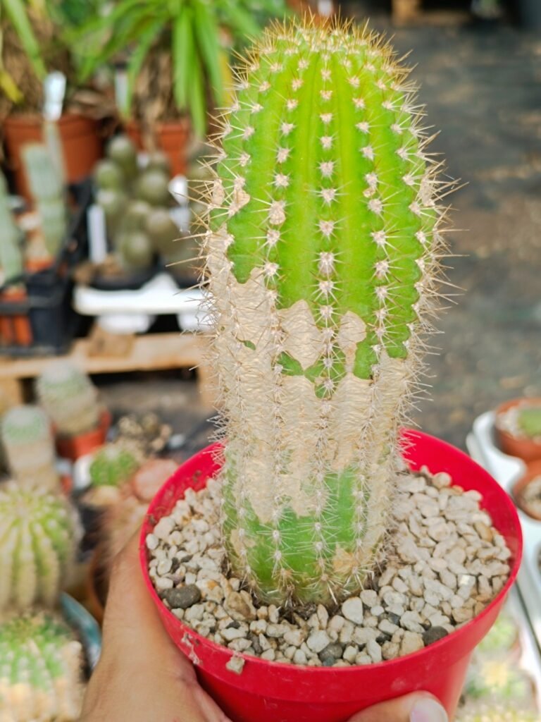 Siracactus-Cactus-Trichocereus-Hybrid-grandiflorus.jpg