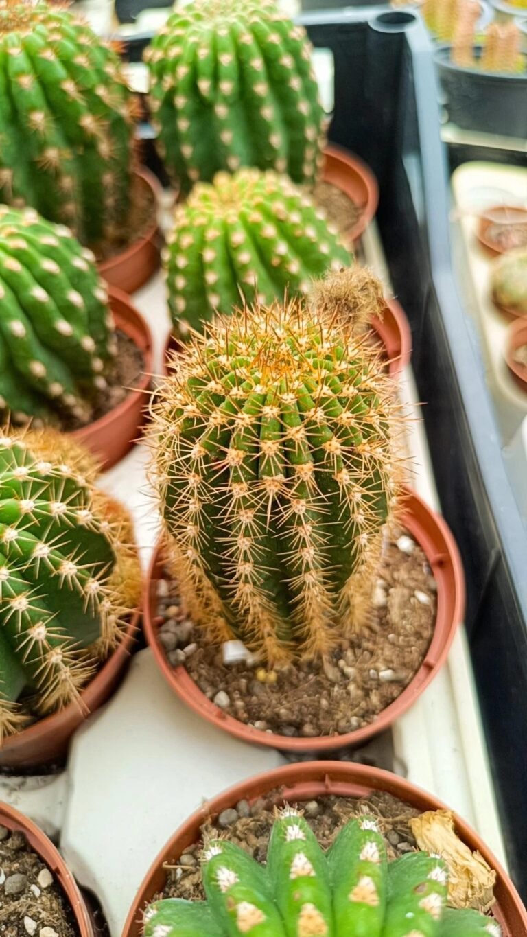 Siracactus-Cactus-Trichocereus-Hybrid-mix.jpg