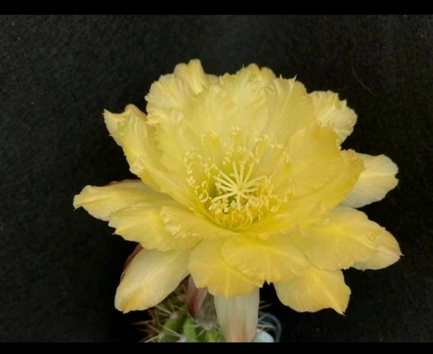 Siracactus-Cactus-Trichocereus-Hybrid-prgt-190-2021.jpg
