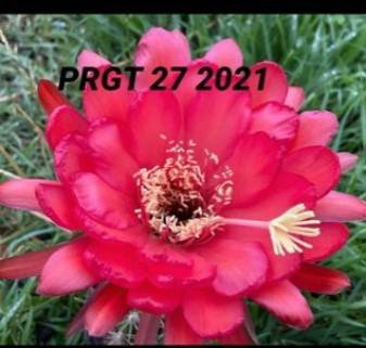 Siracactus-Cactus-Trichocereus-Hybrid-prgt-27-2021.jpg