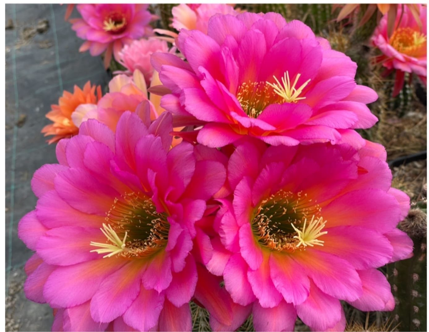 Siracactus-Cactus-Trichocereus-Hybrid-rl-2007-42-adt-2.jpg