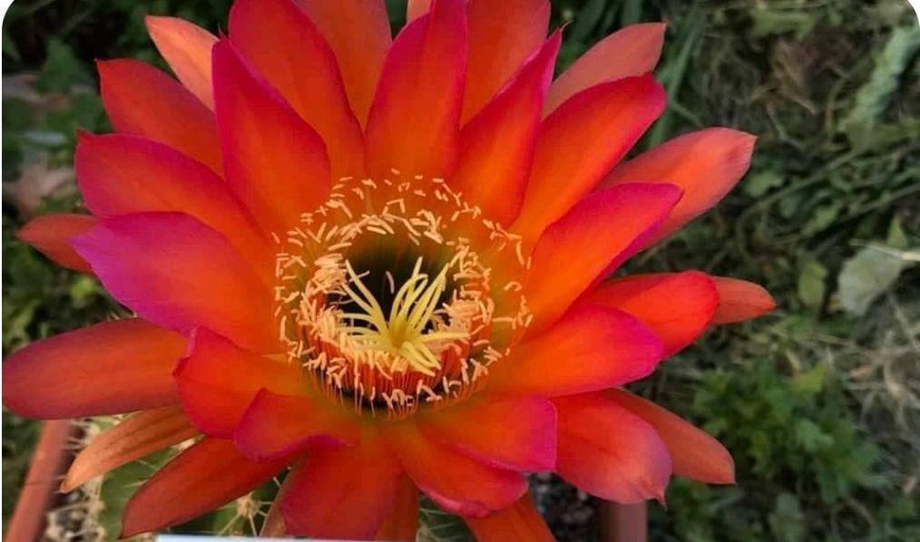 Siracactus-Cactus-Trichocereus-Hybrid-v-114.jpg