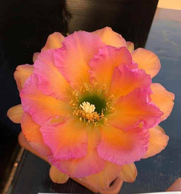 Siracactus-Cactus-Trichocereus-Hybrid-v-170.jpg