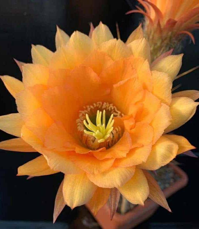 Siracactus-Cactus-Trichocereus-Hybrid-v-18.jpg