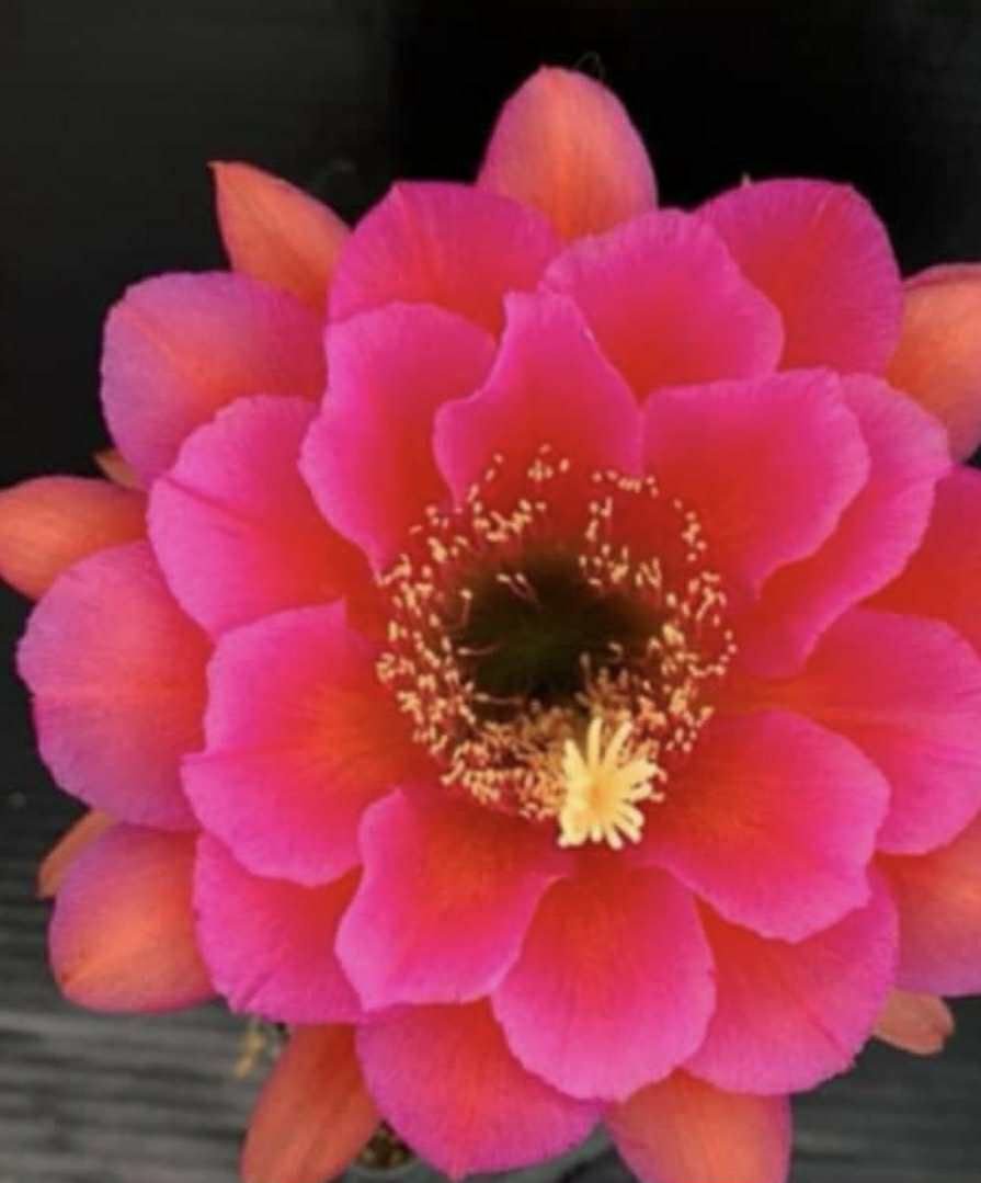 Siracactus-Cactus-Trichocereus-Hybrid-v-231-2.jpg