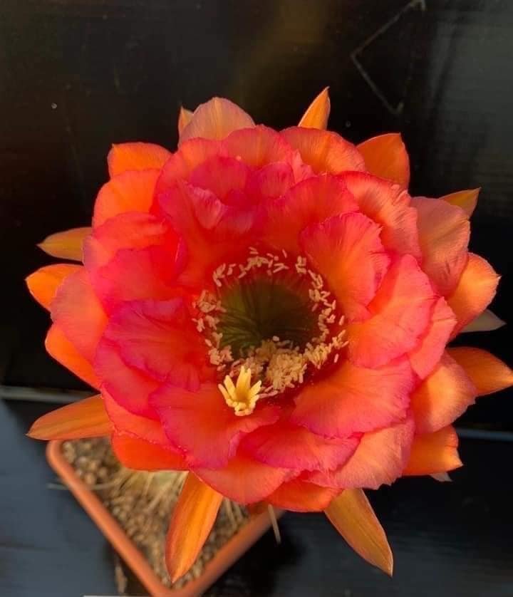Siracactus-Cactus-Trichocereus-Hybrid-v-24.jpg