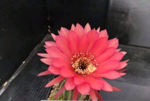 Siracactus-Cactus-Trichocereus-Hybrid-v-309.jpg