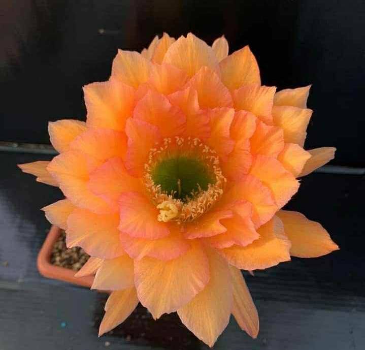 Siracactus-Cactus-Trichocereus-Hybrid-v-64.jpg