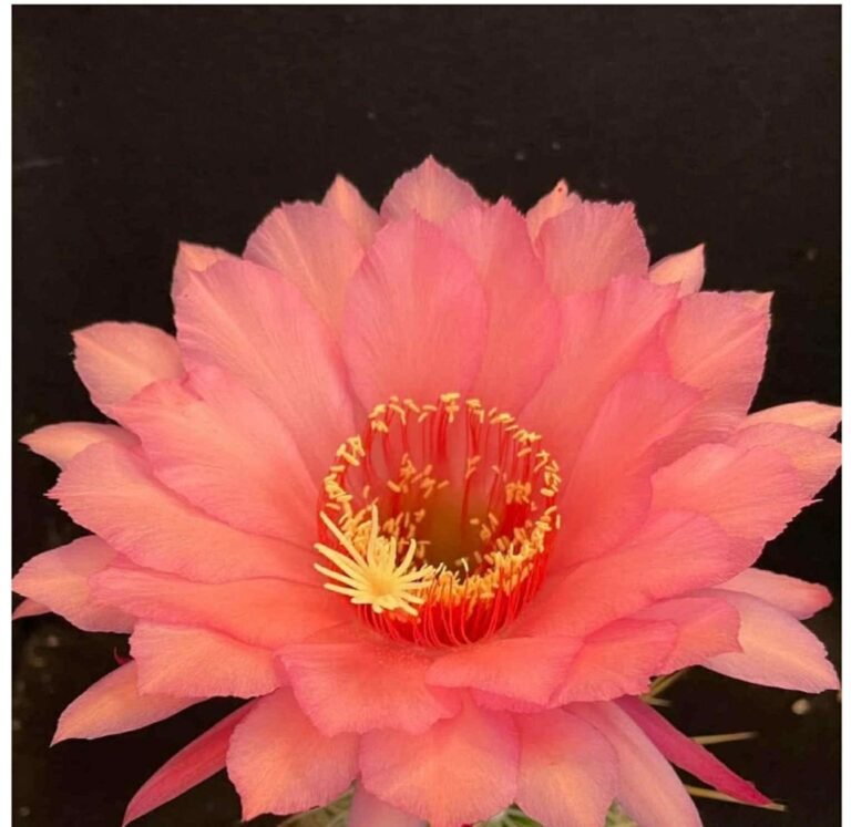 Siracactus-Cactus-Trichocereus-Hybrid-v117-2.jpg
