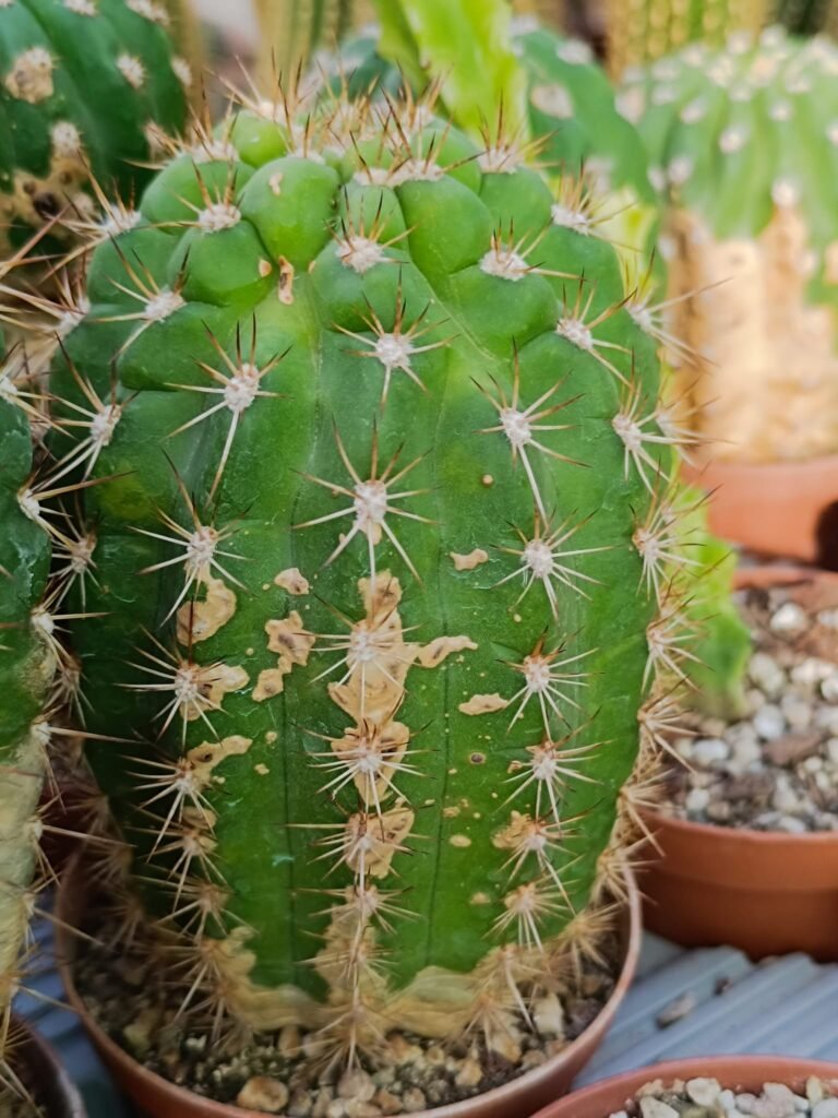 Siracactus-Cactus-Trichocereus-Hybrid-x-echinopsis.jpg