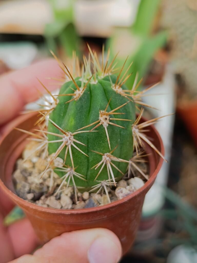 Siracactus-Cactus-Trichocereus-chiloensis.jpg