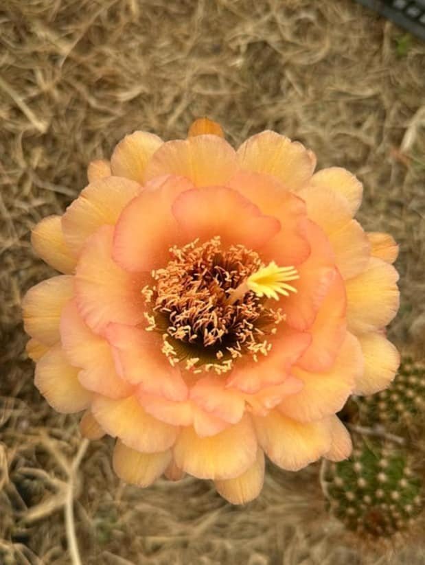 Siracactus-Cactus-Trichocereus-hybrid-111.jpg