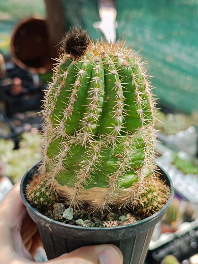 Siracactus-Cactus-Trichocereus-hybrid-8-accestito.jpg