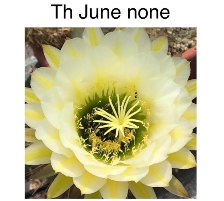 Siracactus-Cactus-Trichocereus-hybrid-June-none-2.jpg