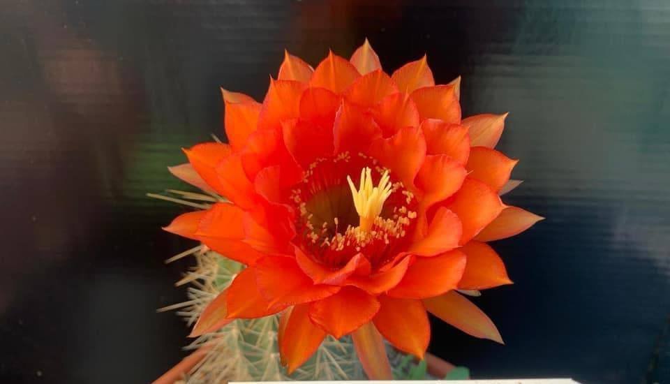 Siracactus-Cactus-Trichocereus-hybrid-v-116.jpg