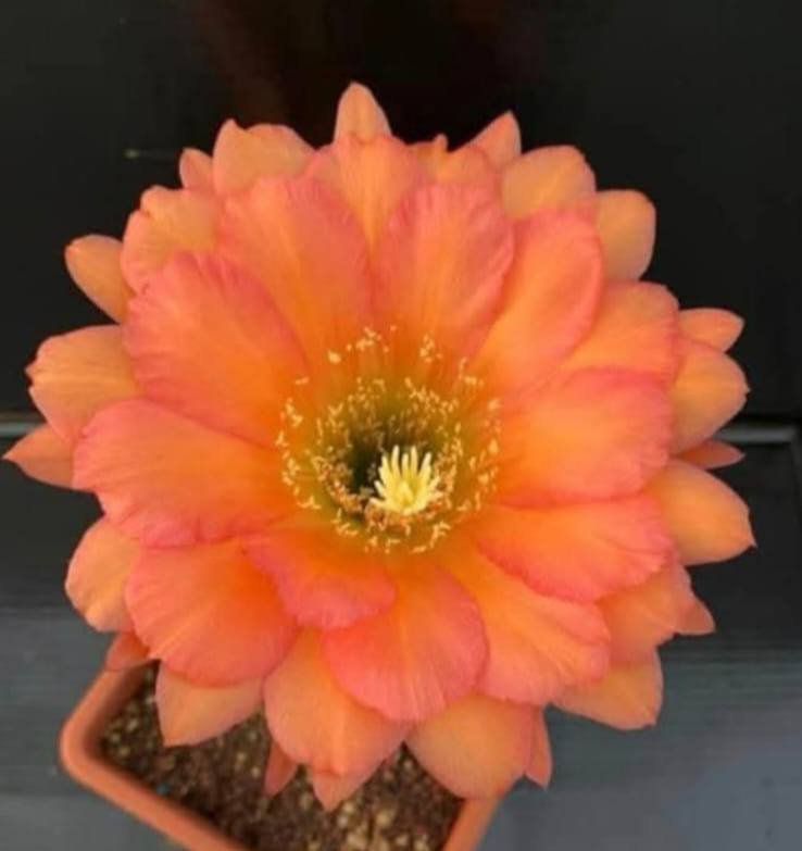Siracactus-Cactus-Trichocereus-hybrid-v-130.jpg