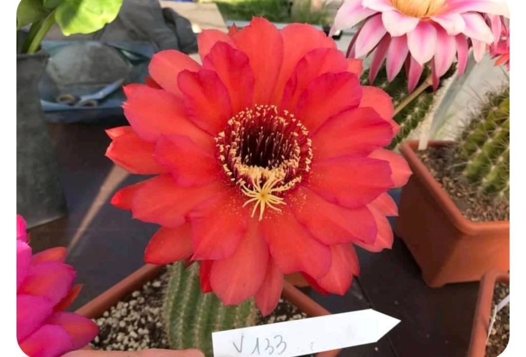 Siracactus-Cactus-Trichocereus-hybrid-v-133.jpg