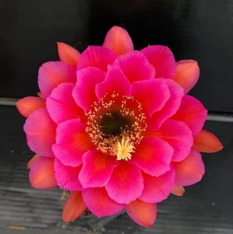 Siracactus-Cactus-Trichocereus-hybrid-v-233-2.jpg