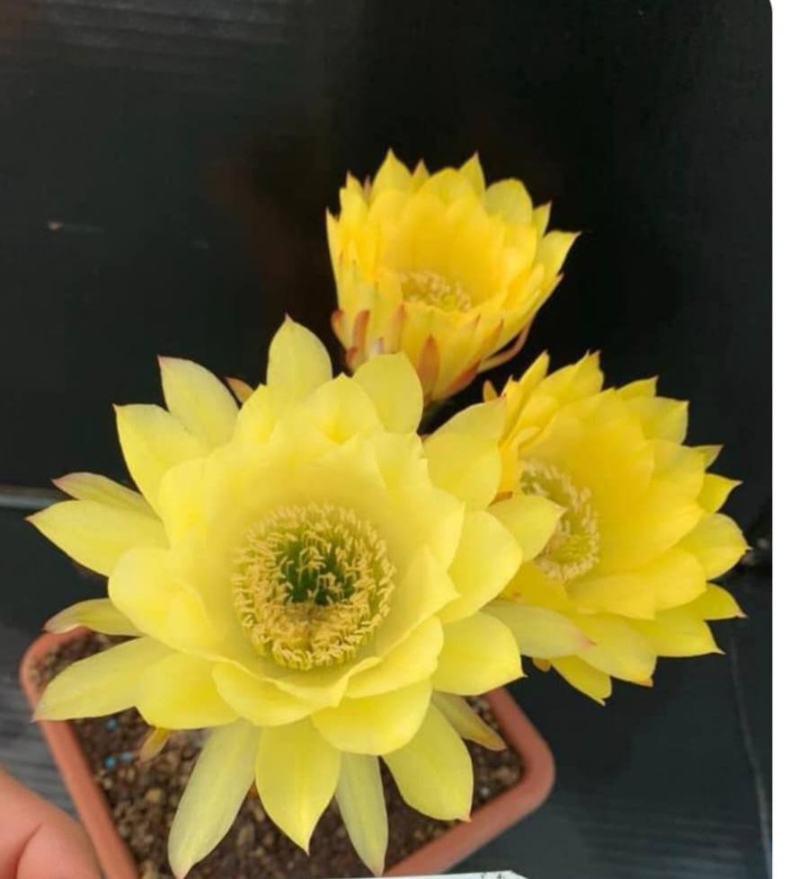 Siracactus-Cactus-Trichocereus-hybrid-v-33.jpg
