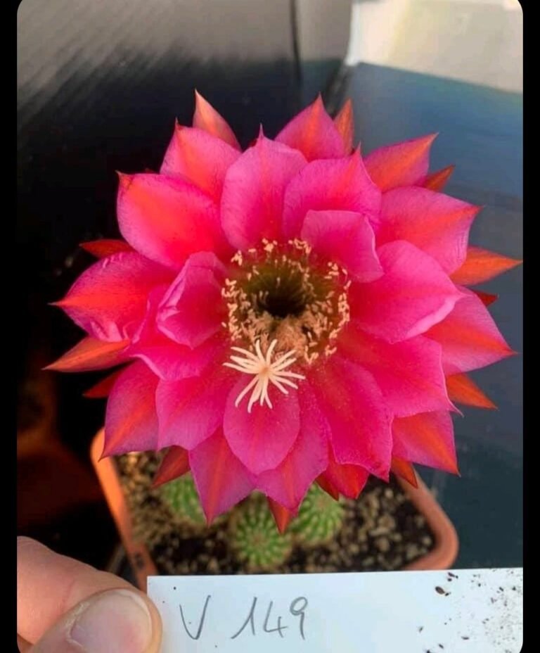 Siracactus-Cactus-Trichocereus-hybrid-v149.jpg