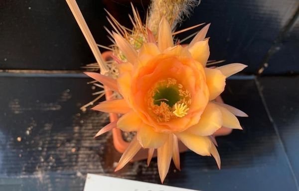 Siracactus-Cactus-Trichocereus-hybrid-v89.jpg