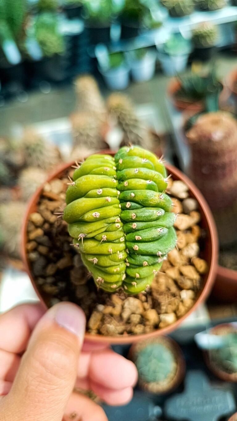 Siracactus-Cactus-Trichocereus-pachanoi-crestato-Variegato-innestato-6.jpg