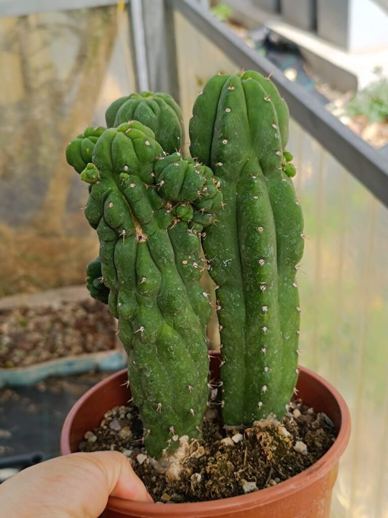 Siracactus-Cactus-Trichocereus-pachanoi-mostruoso-1.jpg