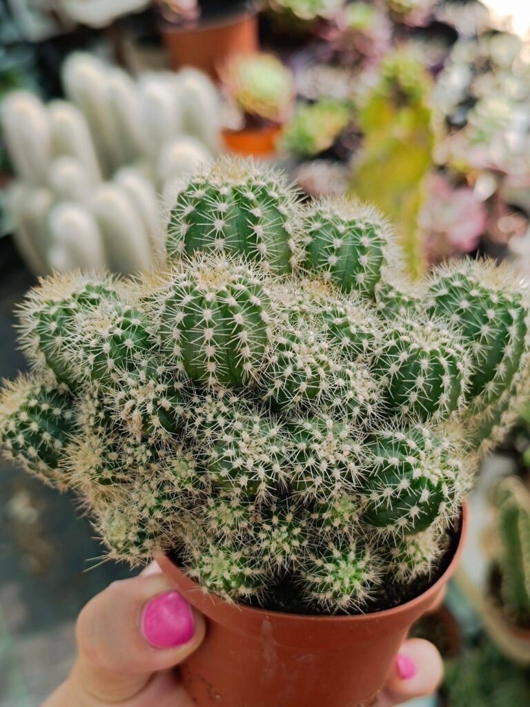 Siracactus-Cactus-Trichocereus-santiaguensis.jpg