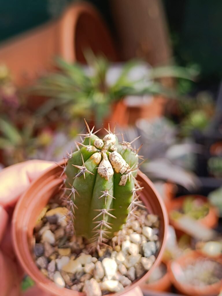 Siracactus-Cactus-Trichocereus-scopulicola-2.jpg
