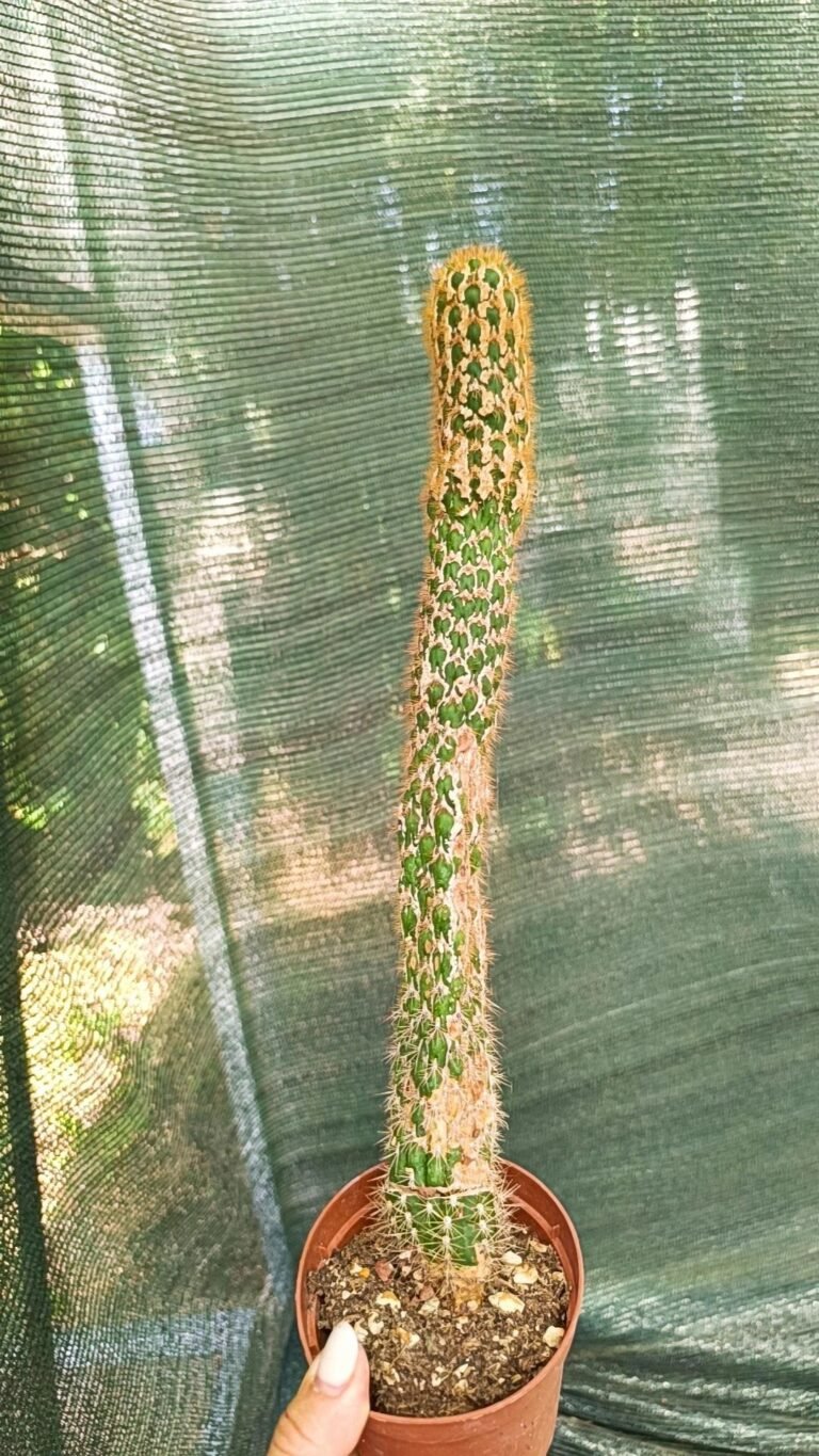 Siracactus-Cactus-Trichocereus-spachianus-supermostruoso.jpg