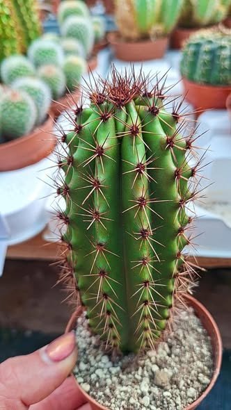 Siracactus-Cactus-Trixanthocereus-blossfeldiorum.jpg